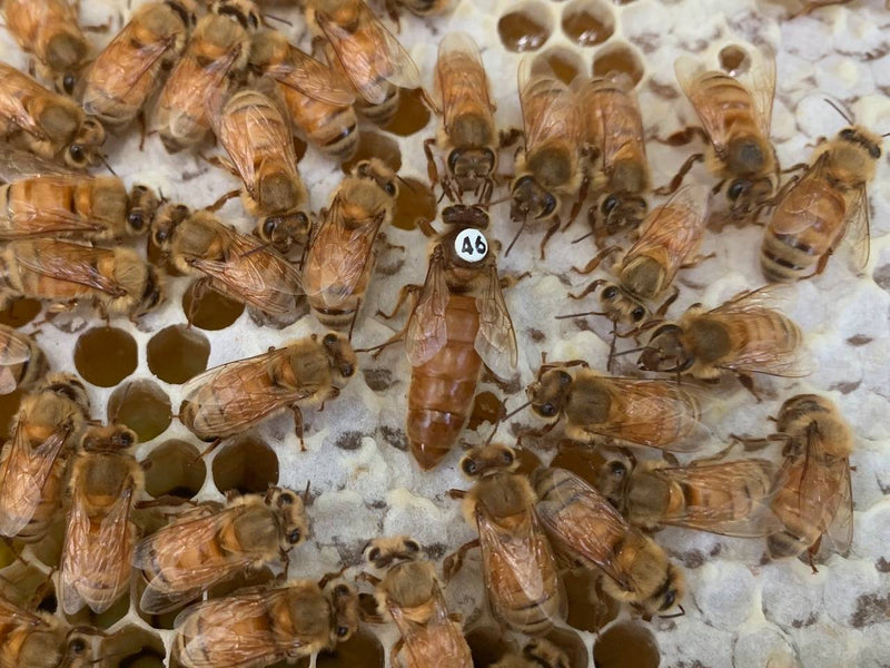 2023 Queen Bee Survey & Sweepstakes