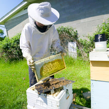 Load image into Gallery viewer, Honey Bee Sampling and Grafting Tray